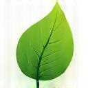 Feuille verte évoquant le respect environnemental